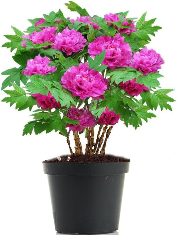 Kansas Peony Live Plant - Double Purple Pink - Height 12 inch for Yards and Garden Decoration | Amazon (US)