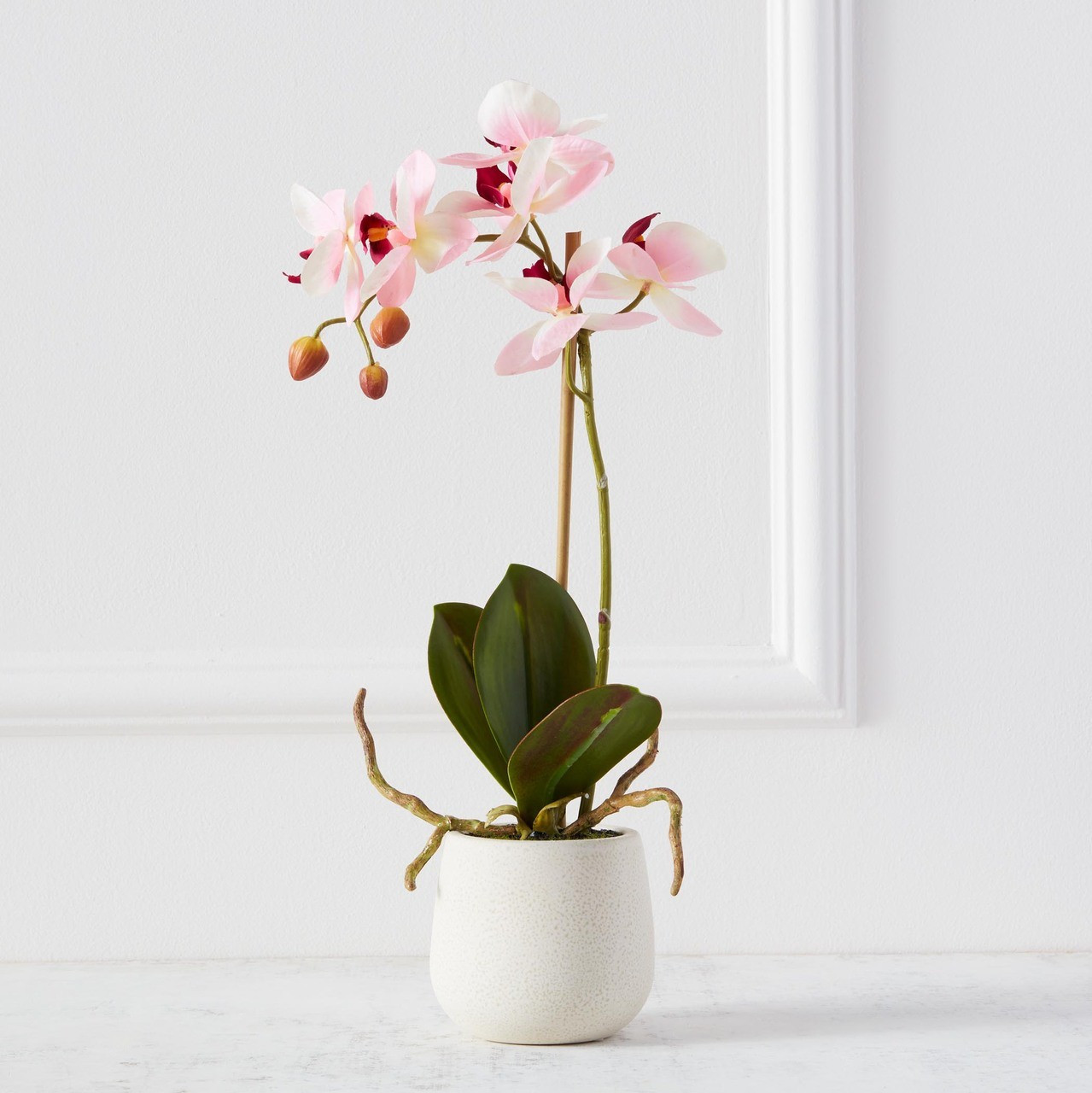 Phaleanopsis Spray In Ceramic Pot | Z Gallerie