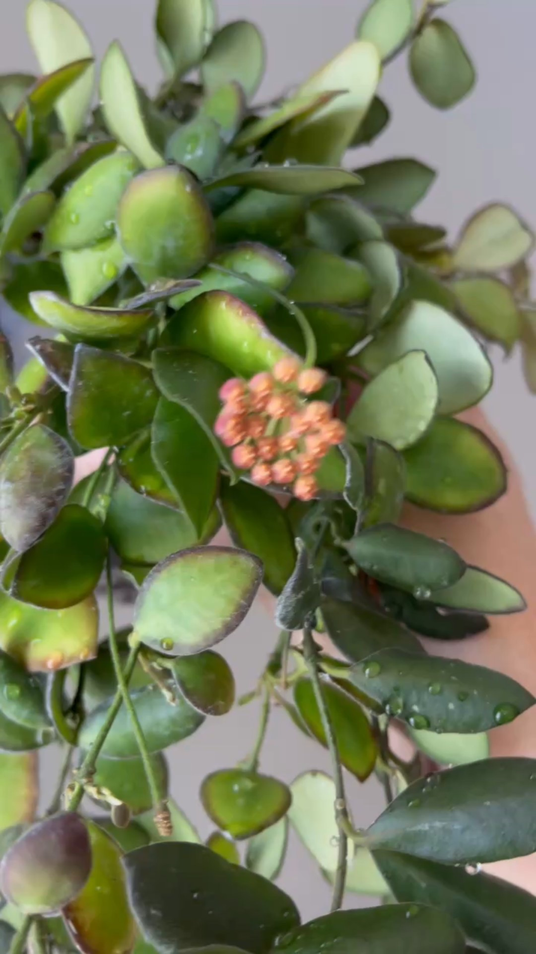 #hoyabilobata formerly known as #hoyapanchoi has the tiniest little flowers! I’m surprised at how tiny the blooms are. Once it started blooming it produces blooms frequently. Let me know if you spot others that that I’ve missed. 

I’m not really sure how Hoya bilobata gets confused with Hoya sp aff Burtoniae because H Bilobata doesn’t have the same pubescence and this one sunstresses to these beautiful colors pretty easily. Flowers look a bit similar, but their corona is different and the overall umbel is so much smaller. These 2 plants are very different in my experience. 

Liz’s personal experience only…every environment is different:
🪴Name: Hoya Bilobata formerly Hoya Panchoii
🪴Light: under grow lights for 16 hours
🪴Water: when dry
🪴Avg Temp last 30 days: 75F
🪴Relative Humidity last 30 days: 35%
🪴Fussy: not for me
🪴Rate of growth: medium 
🪴Rareness: rarely found in stores, but commonly found in private collections 
🪴Growing Medium: coco husks
🪴Fertilizer: I apply a nutrient-rich fertilizer tailored for Hoyas approximately every other watering when the plant isn’t dormant. It’s packed with essential macro and micronutrients, it’s the best I’ve found for hoyas!
🪴Rooting Method: in my coco coir mix
🪴Time In My Care: 3 years 
🌸Age until 1st bloom: a couple of years after rooting
🪴Would Liz recommend this one: yes, I love the sunset pattern & colors.

#ilovehoyas #hoyacollector #hoyahead #hoyaappreciation #hoyacollection #plantsmakemehappy#hoyalover #ihavethisthingwithplants 

#LTKFindsUnder50 #LTKHome #LTKFindsUnder100