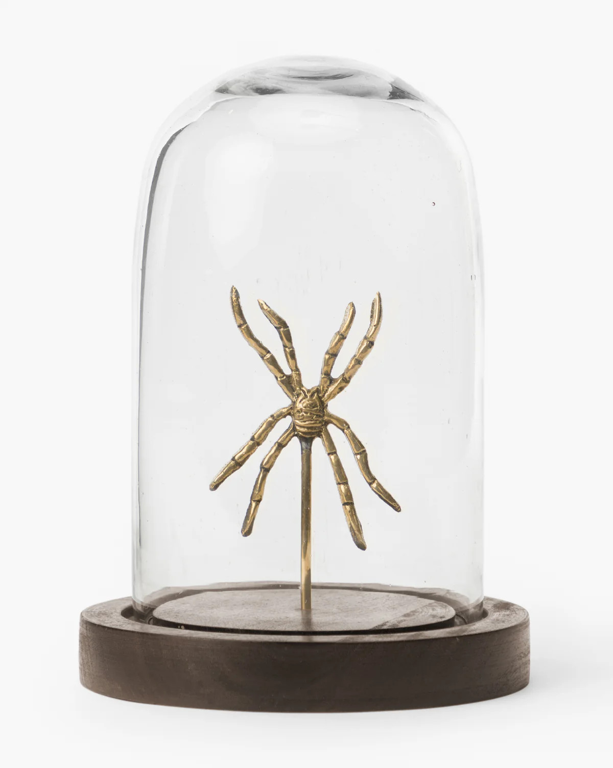 Spider Study | McGee & Co. (US)