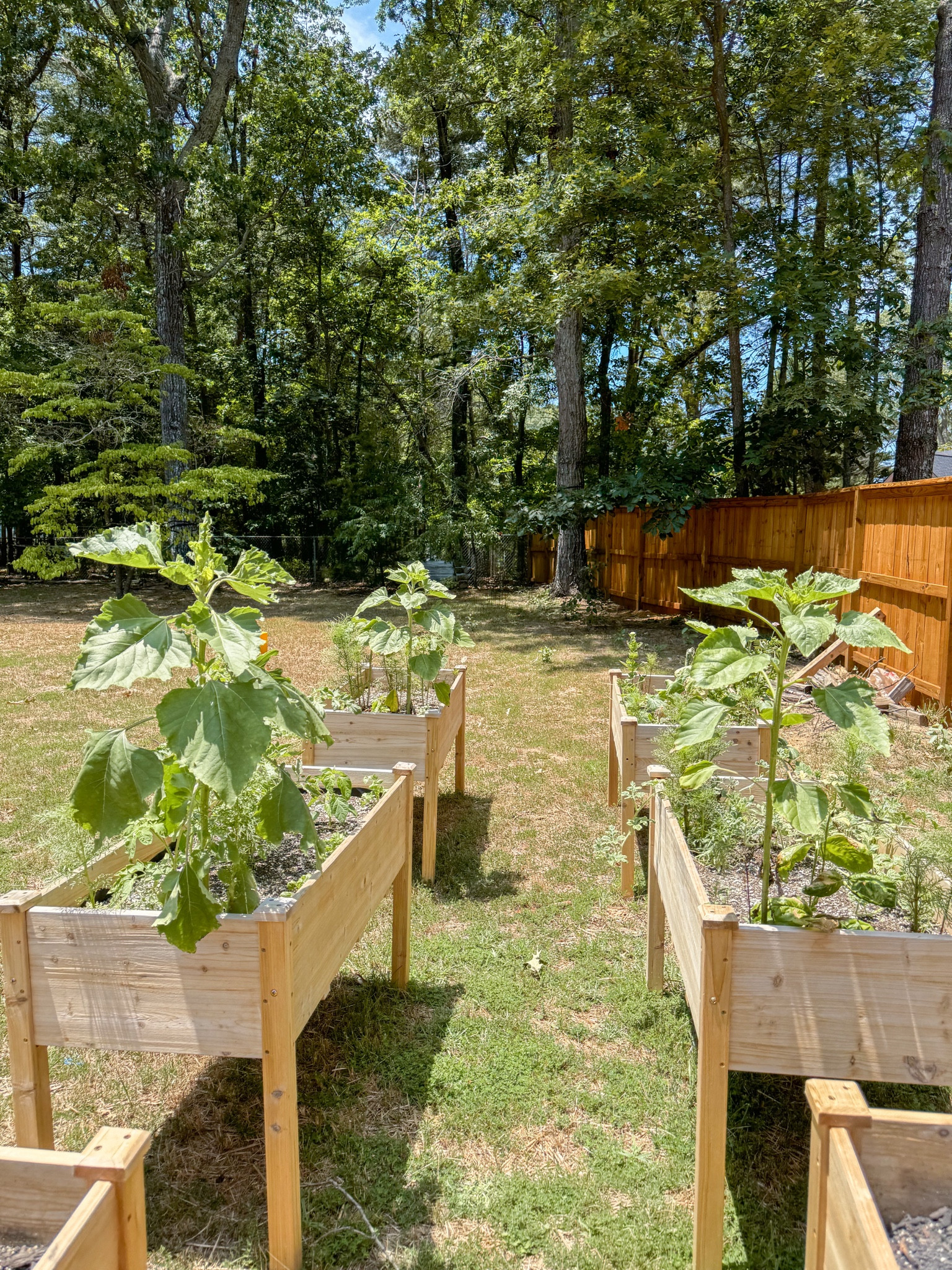 Affordable raised garden beds, literally under $150 for two of them! 
