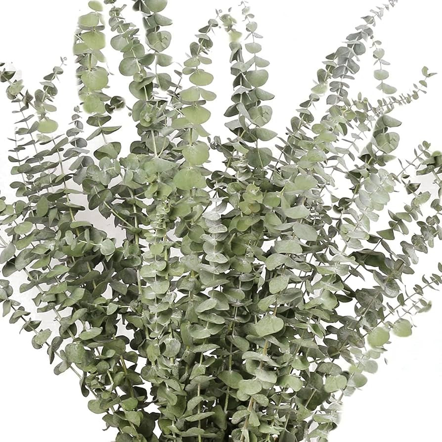 14 Pcs Dried Eucalyptus Plant Stems for Shower, 17" Real Eucalyptus Branches, 100% Natural Eucaly... | Amazon (US)