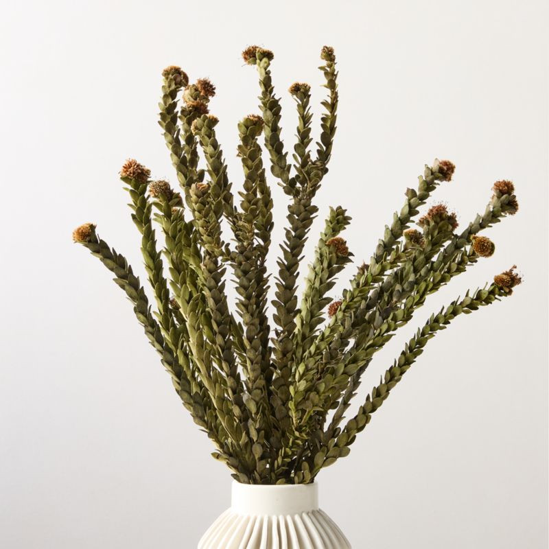 Dried Buxifolia Stem Bunch 20" | CB2 | CB2