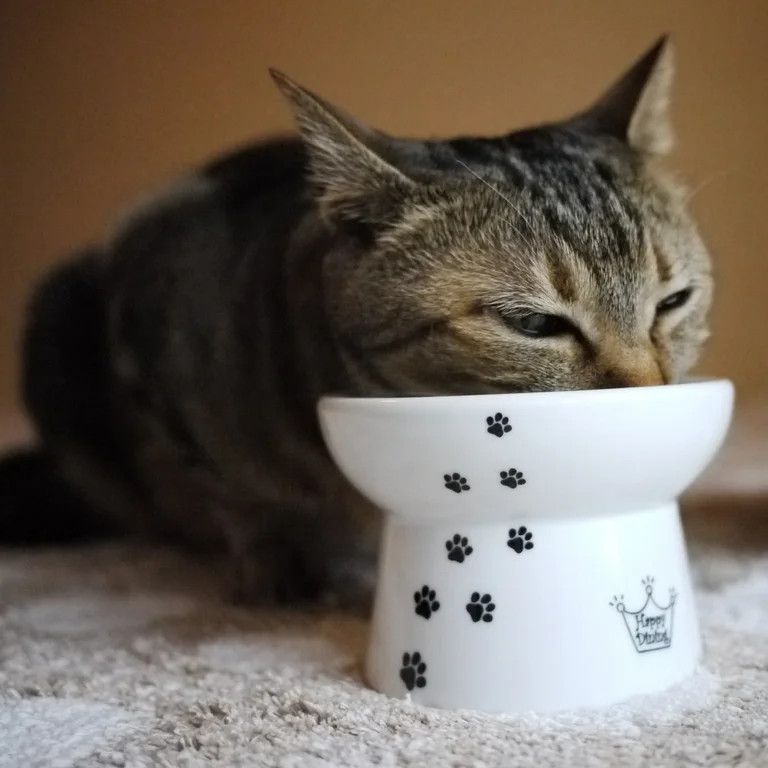 Necoichi Raised Cat Food Bowl, Black and White, Small | Walmart (US)