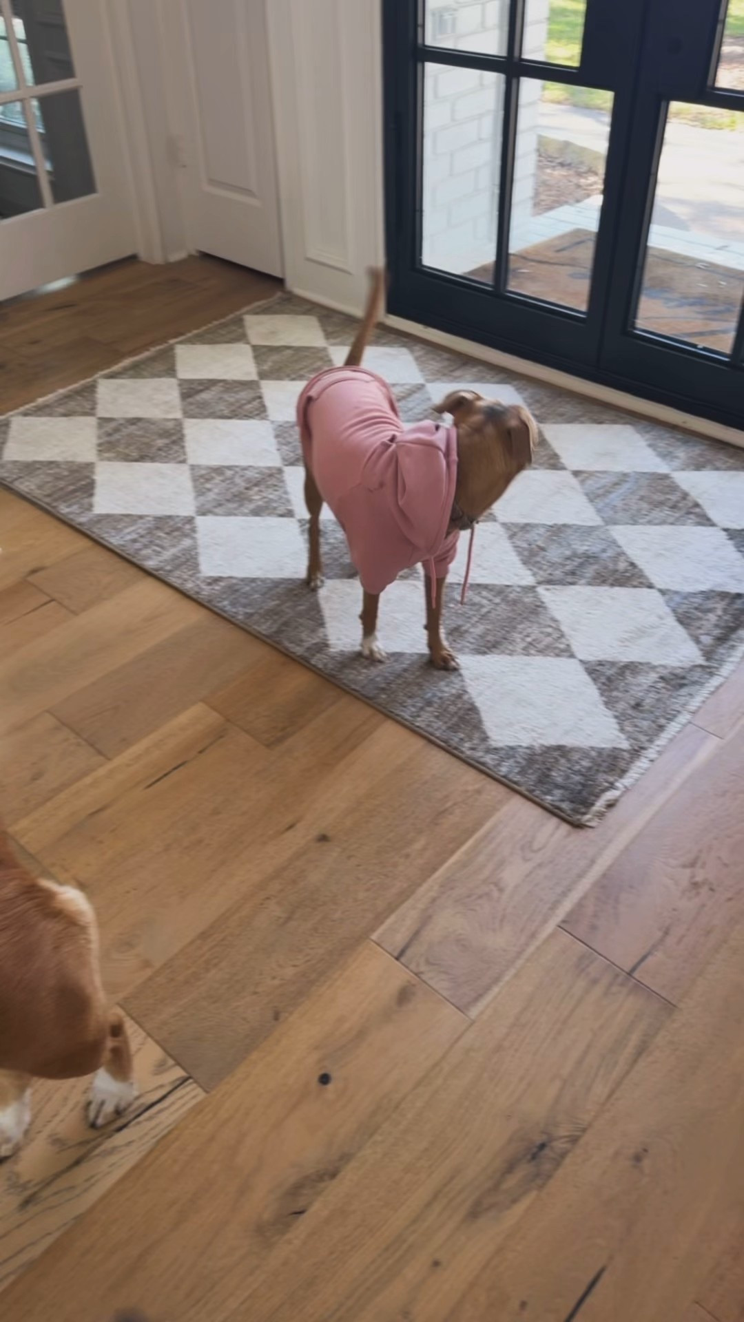 Loving this dog hoodie! She’s wearing XL 

#LTKgrwm #LTKActive #LTKmomlife