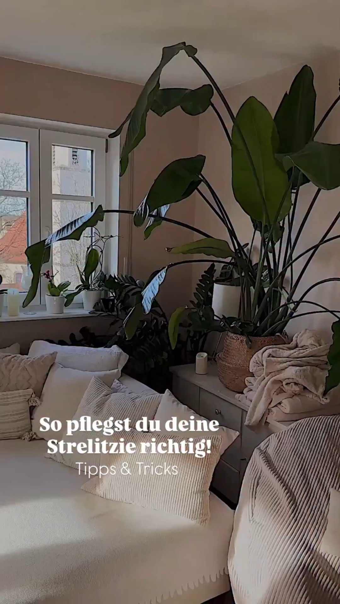 🌿 Strelitzia nicolai – Pflege & alles, was du wissen musst!

☀️ Standort
- Sehr hell bis sonnig – je mehr Licht, desto besser.
- Direktes Sonnenlicht ist willkommen (nach langsamer Gewöhnung).
- Im Sommer liebt sie Balkon oder Terrasse.

💧 Gießen
- Gleichmäßig feucht halten, aber Staunässe vermeiden.
- Erst gießen, wenn die oberen 3–5 cm Erde trocken sind.
- Im Winter deutlich weniger Wasser.

🌱 Erde & Topf
- Durchlässige, hochwertige Grünpflanzenerde.
- Drainageschicht (Blähton!) nicht vergessen.
- Umtopfen alle 2–3 Jahre – sie wächst schnell.

🌡️ Temperatur
- Ideal: 18–25 °C
- Nicht unter 10 °C.
- Zugluft? Bitte nicht.

🌿 Luftfeuchtigkeit
- Sie liebt höhere Luftfeuchtigkeit.
- Blätter regelmäßig abwischen oder leicht besprühen.

✂️ Pflege-Extras
- Braune Blattränder? Oft zu trockene Luft oder unregelmäßiges Gießen.
- Eingerissene Blätter sind normal – das ist ihre Art, mit Wind umzugehen.
- Gedüngt wird von Frühling bis Spätsommer alle 2 Wochen.

🌼 Blüte
Indoor eher selten – aber mit viel Licht, Geduld und Größe möglich!

Groß. Grün. Ein kleines Stück Tropen im Wohnzimmer 🌿✨
Meine Strelitzia nicolai ist definitiv kein stilles Pflänzchen – sie braucht Licht, Platz und ein bisschen Aufmerksamkeit.

Meine Learnings:
☀️ so hell wie möglich
💧 erst gießen, wenn die Erde oben trocken ist
🌱 Staunässe vermeiden
🌿 Blätter regelmäßig abwischen (sie stauben schneller ein als man denkt)

🌿 Strelitzia nicolai vs. Strelitzia reginae – das ist der Unterschied:

🌿 Wuchsform
Nicolai
- Wird riesig (bis 3–4 m im Haus möglich)
- Dicke, bananenartige Blätter
- Sehr architektonischer Look

Reginae
- Bleibt kompakter (ca. 1–1,5 m)
- Schlankere Blätter
- Ideal für kleinere Räume

🌼 Blüte
Nicolai
- Weiß-bläuliche Blüten
- Indoor extrem selten
- Blüht meist nur bei viel Platz & perfekten Bedingungen

Reginae
- Leuchtend orange-blaue Blüten (klassische Paradiesvogel-Optik)
- Blüht deutlich häufiger – auch im Topf
- Mit sehr viel Licht und Geduld gut möglich

Welche steht bei euch zuhause? Die imposante Große oder die blühfreudige Kleine? 💚✨

#strelitzia #strelizianicolai #strelitzianicolai #strelitziareginae #streliziareginae