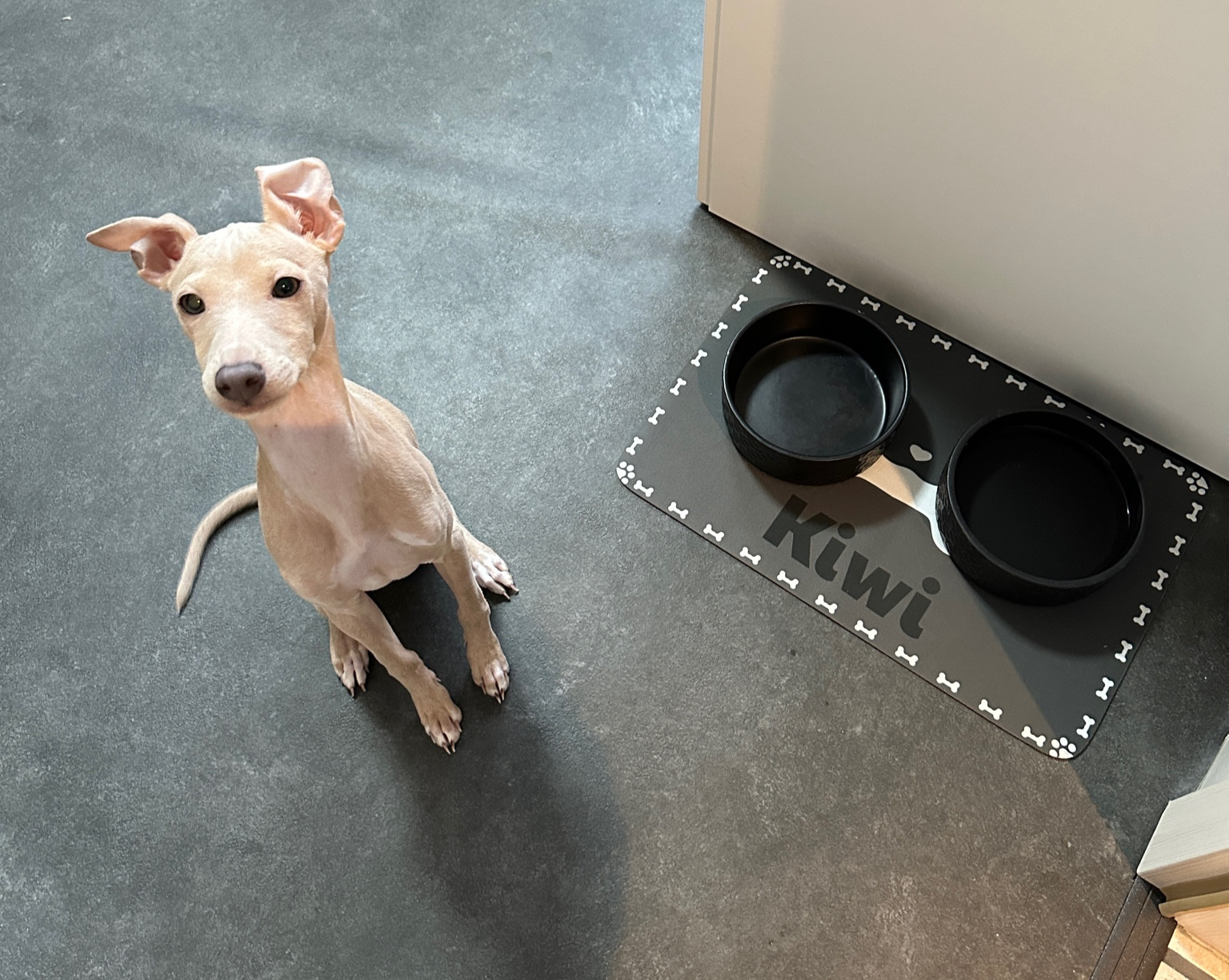 Personalised Pet Feeding Mat 🐶

#LTKPets #LTKFindsUnder50