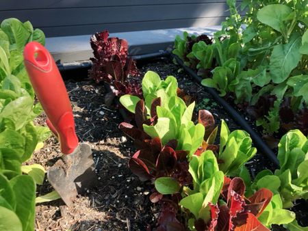 Growing greens 🥬 lettuce in the vegetable garden 🪴 #garden 

#LTKkids #LTKfamily