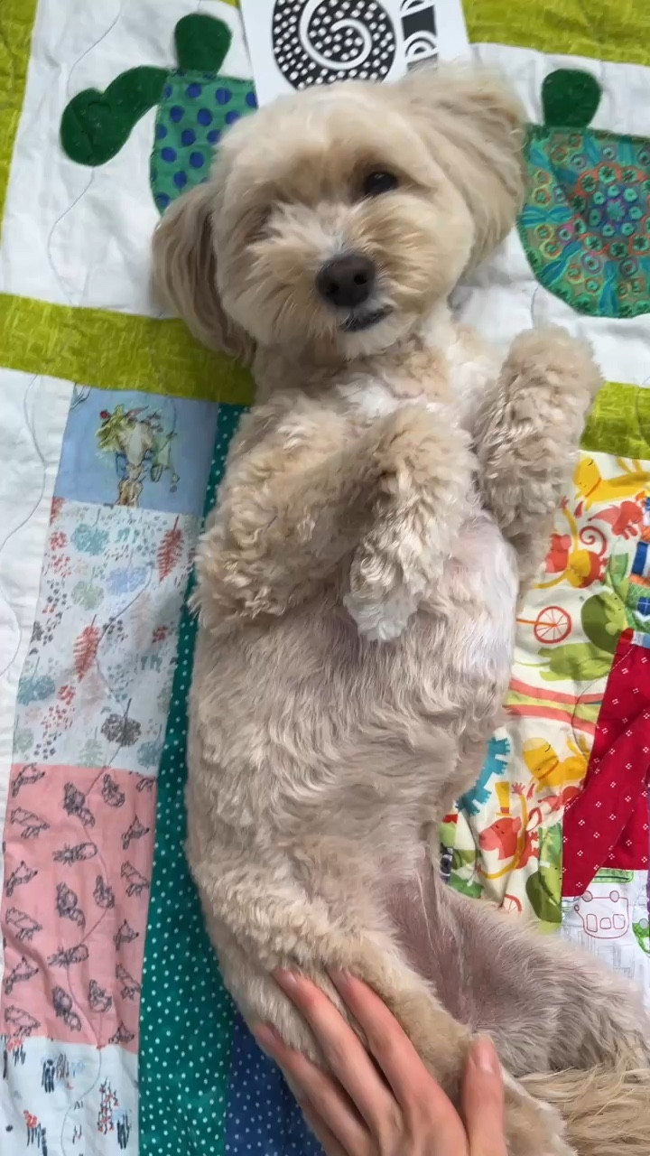 Does your pup still beg at the table with a full bowl of food? We've tried a lot of different kibbles, but I've never seen her eat a plain kibble like @honestkitchen oo
$ THKDOGHONEYBOOTHECAVAPOO for 15% off your first purchase and be sure to like, comment, or share our post with your friends!
#ad #sponsored #dogfood #honestkitchen #healthydog #dogcare #dogmom #dogkibble