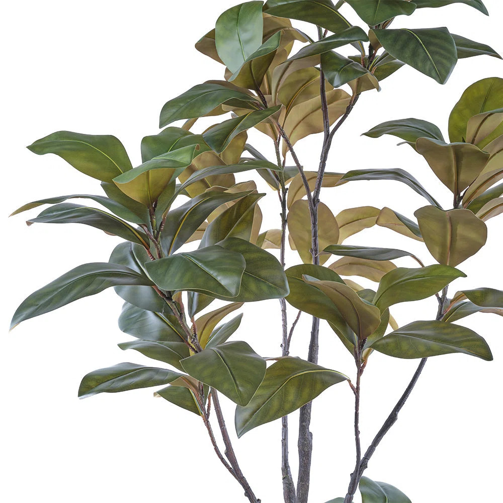 7FT Magnolia Tree w 9.5" Black plastic pot | Wayfair North America