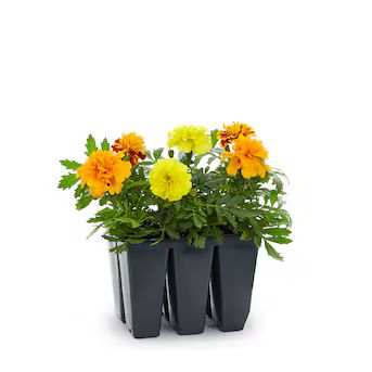 Lowe's Multicolor Marigold in 6-Pack Tray | Lowe's