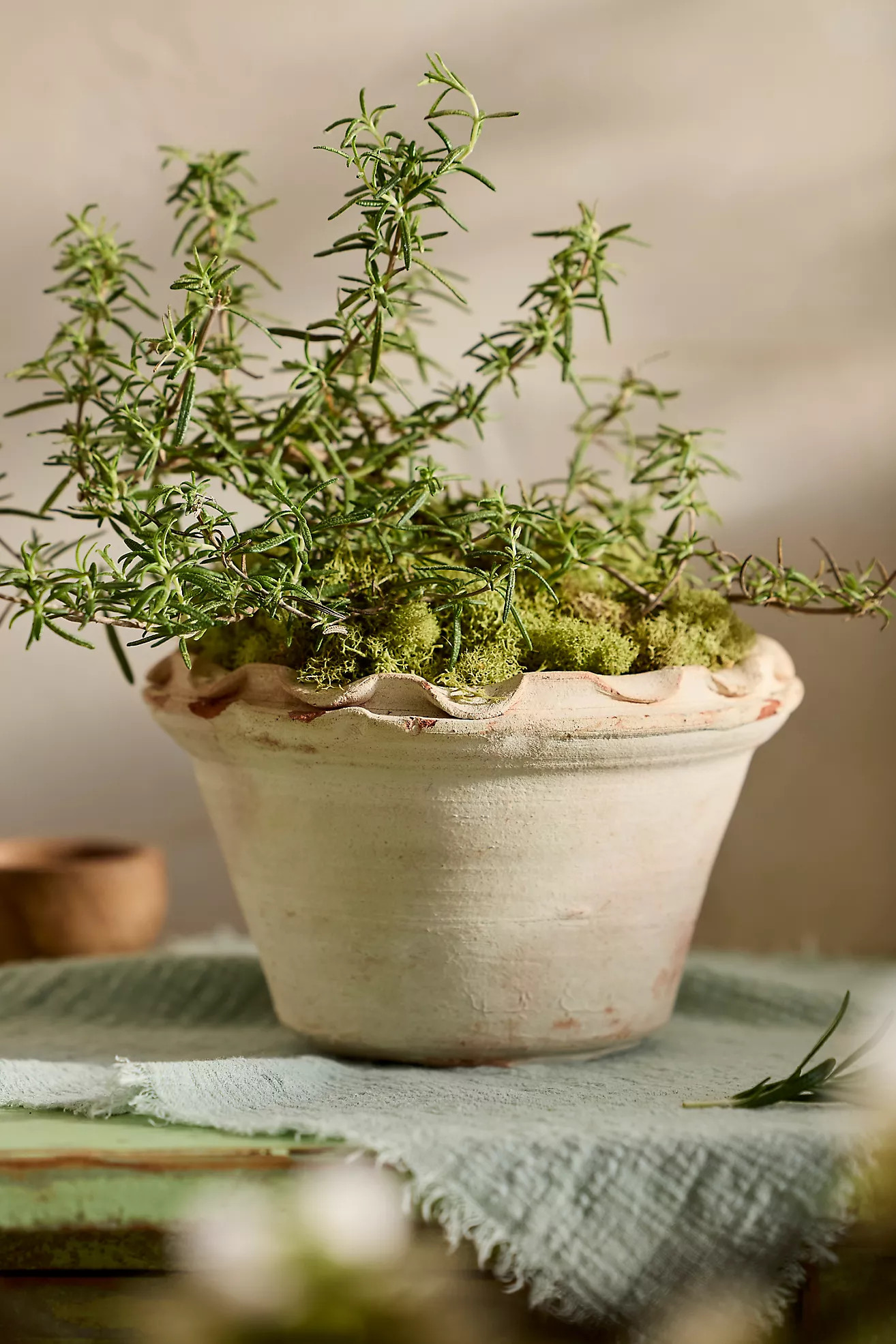 Pie Crust Terracotta Taper Planter | Terrain