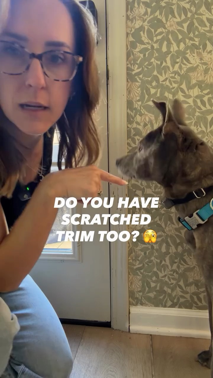 House Problems Driving Me Insane: DAY 2 of 5! ✨ SCRATCHED TRIM REPAIR

My dog is constantly scratching at the store to go outside and it just destroys the trim. I’ve been putting this off for months, but every time I go to let him outside I think about how I need to fix it. Well, I did it today and I’ve only took me 10 minutes! Isn’t it funny that the things that drive us the most crazy things that are the quickest to fix?

✅ DAY ONE: Dirty Windows — 6 minutes
✅ DAY TWO: The Scratched Trim — 10 minutes

Tomorrow… we’re patching small holes in the drywall!

#LTKdayinmylife #LTKHome #LTKmomlife