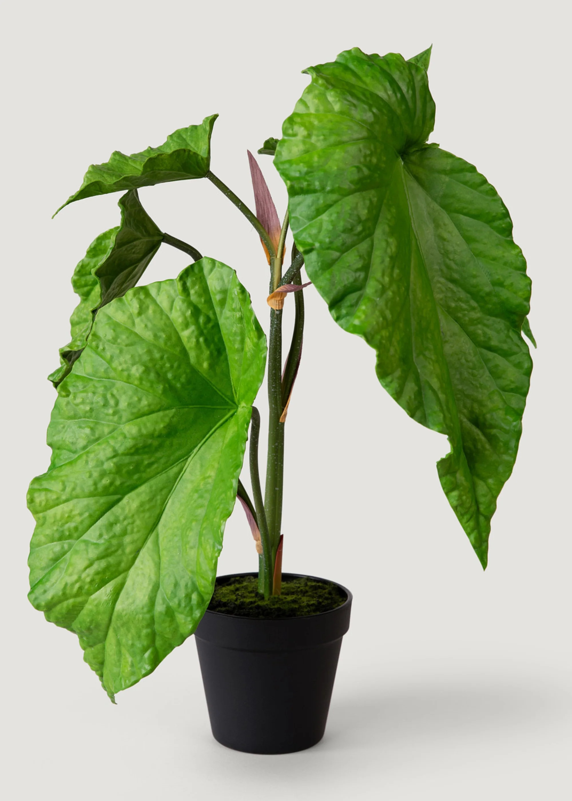 Tropical Elephant Ear Plant | Artificial Potted Plants at Afloral | Afloral