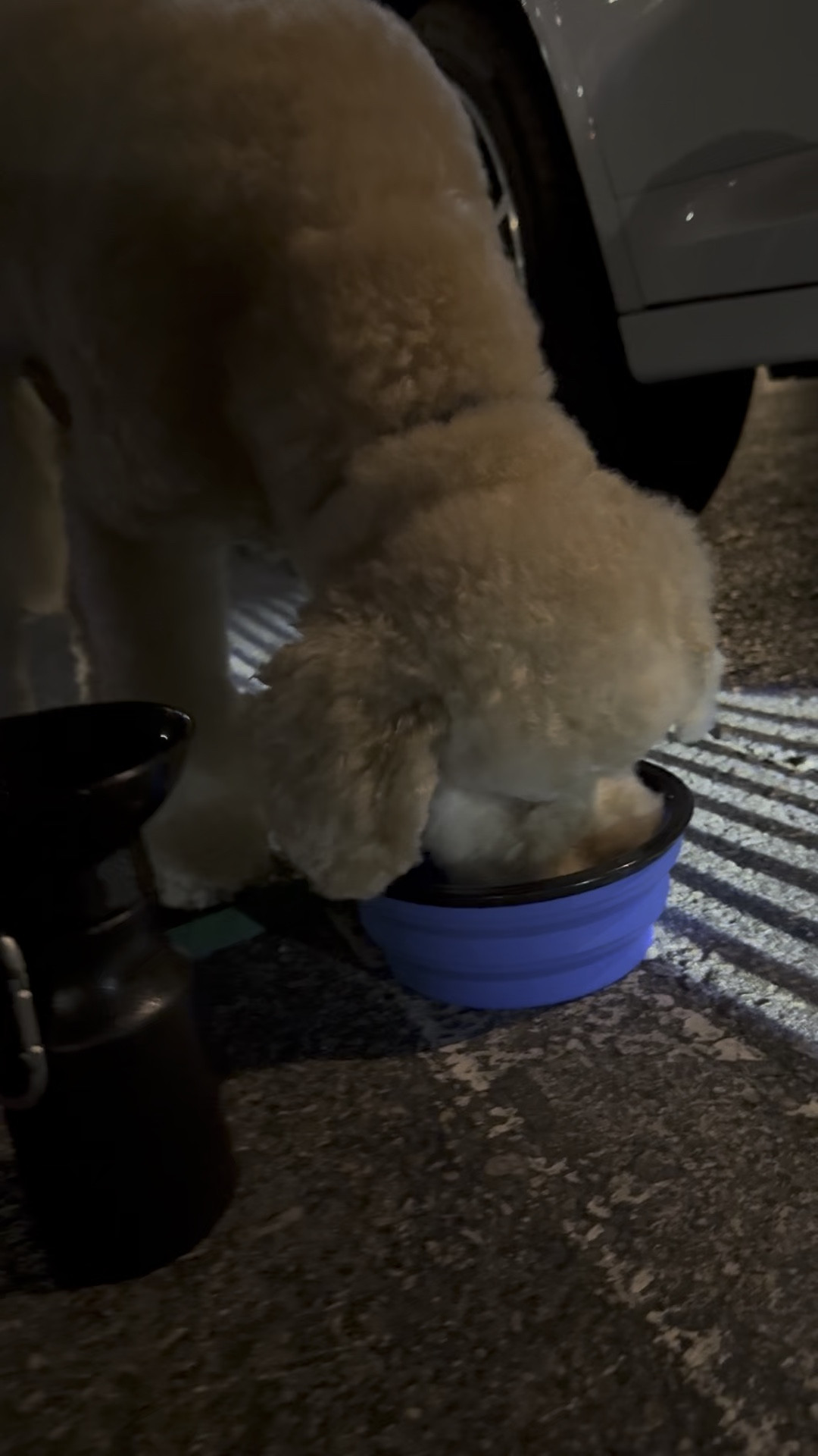 Lou’s travel essentials. 🐶❤️