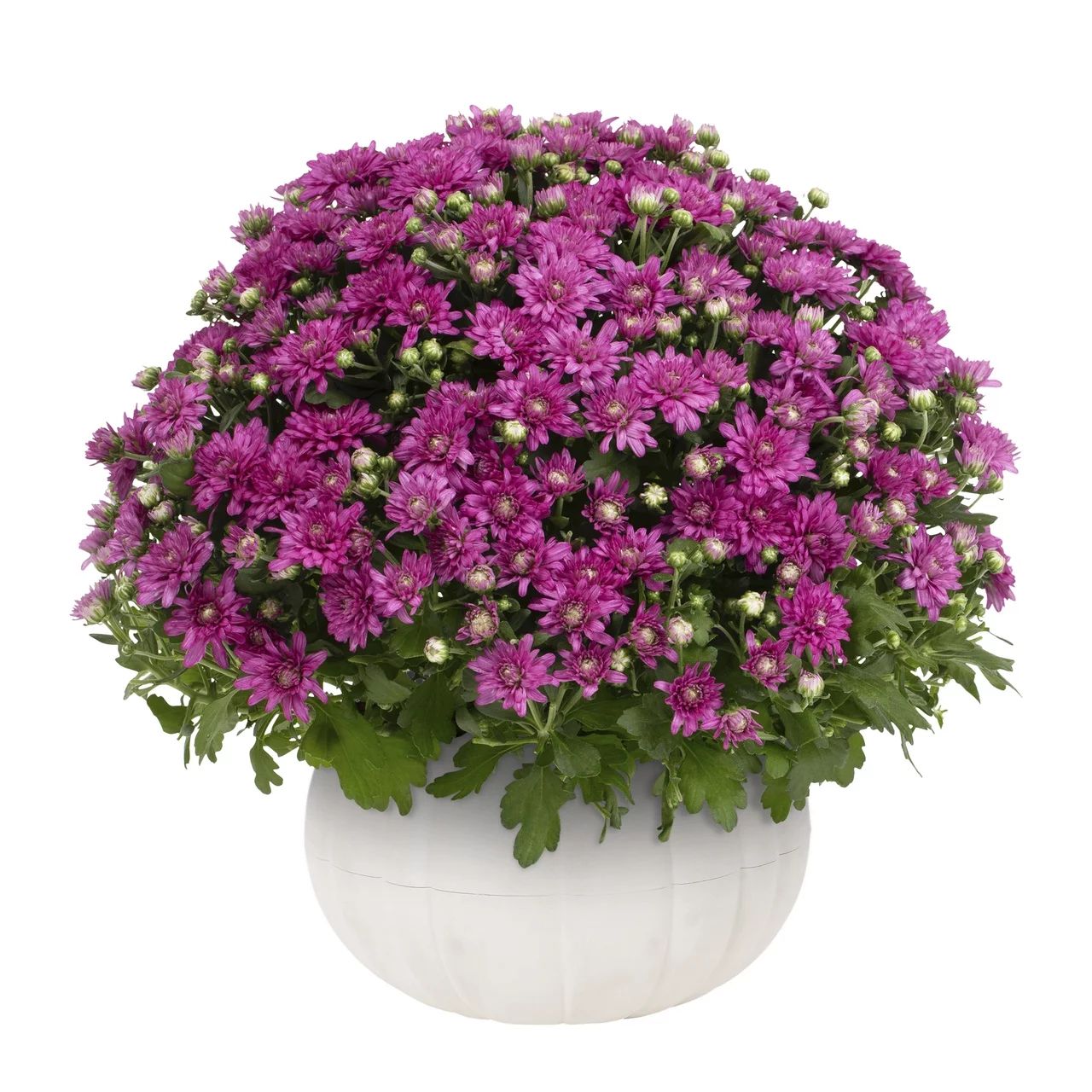 Better Homes & Gardens 3QT Purple Mum (1 Count) Live Plant in Decorative White Pumpkin Planter | Walmart (US)