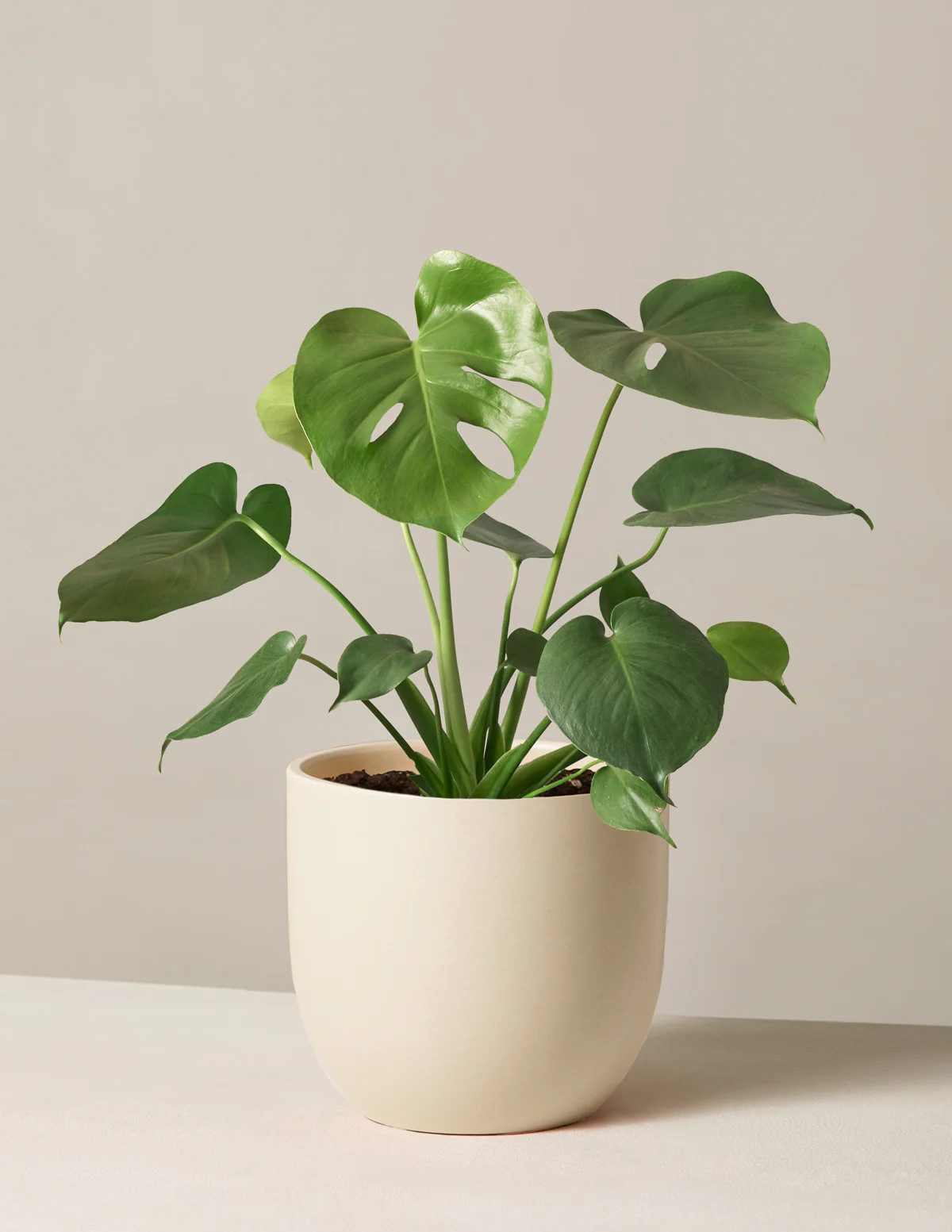Monstera Deliciosa
    $88$78
         Save 10% | The Sill