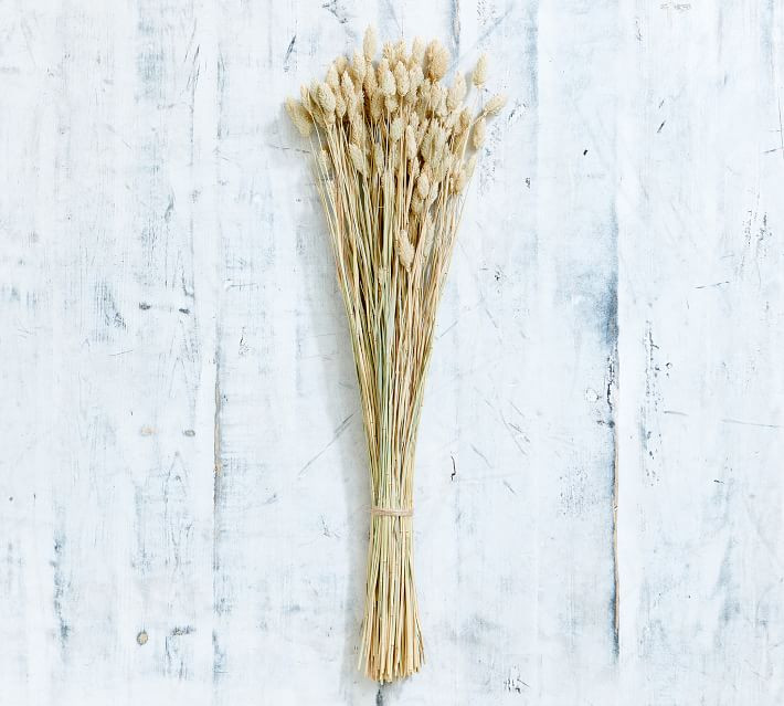 Dried Phalaris Bundle | Pottery Barn (US)