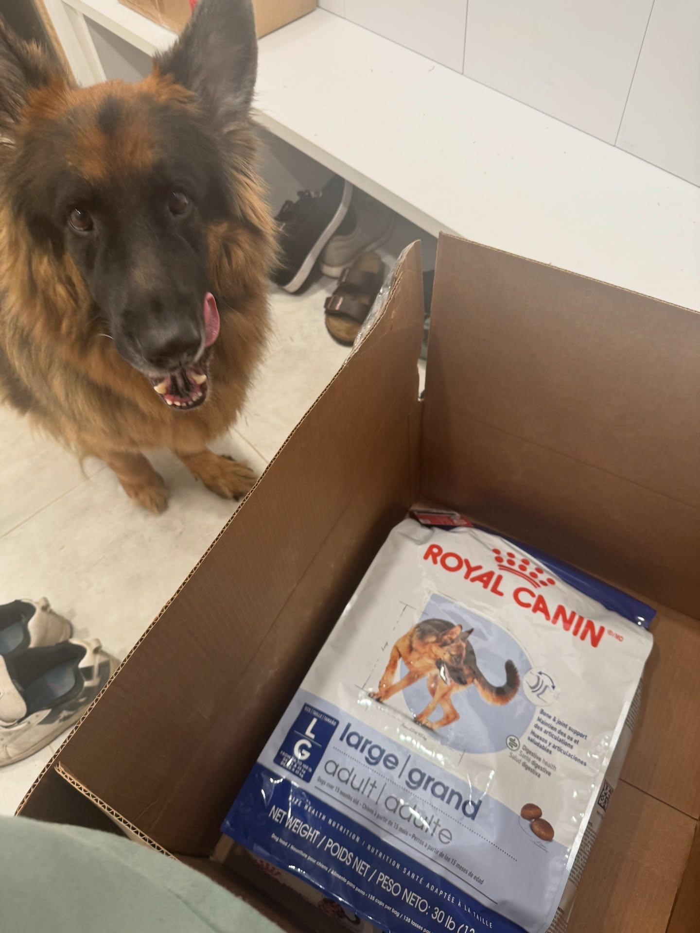 Thanks so much @royalcaninus  @royalcanincanada for sending Enzo some great food to try! He’s stoked!

#LTKpets #LTKcanada #LTKfamily