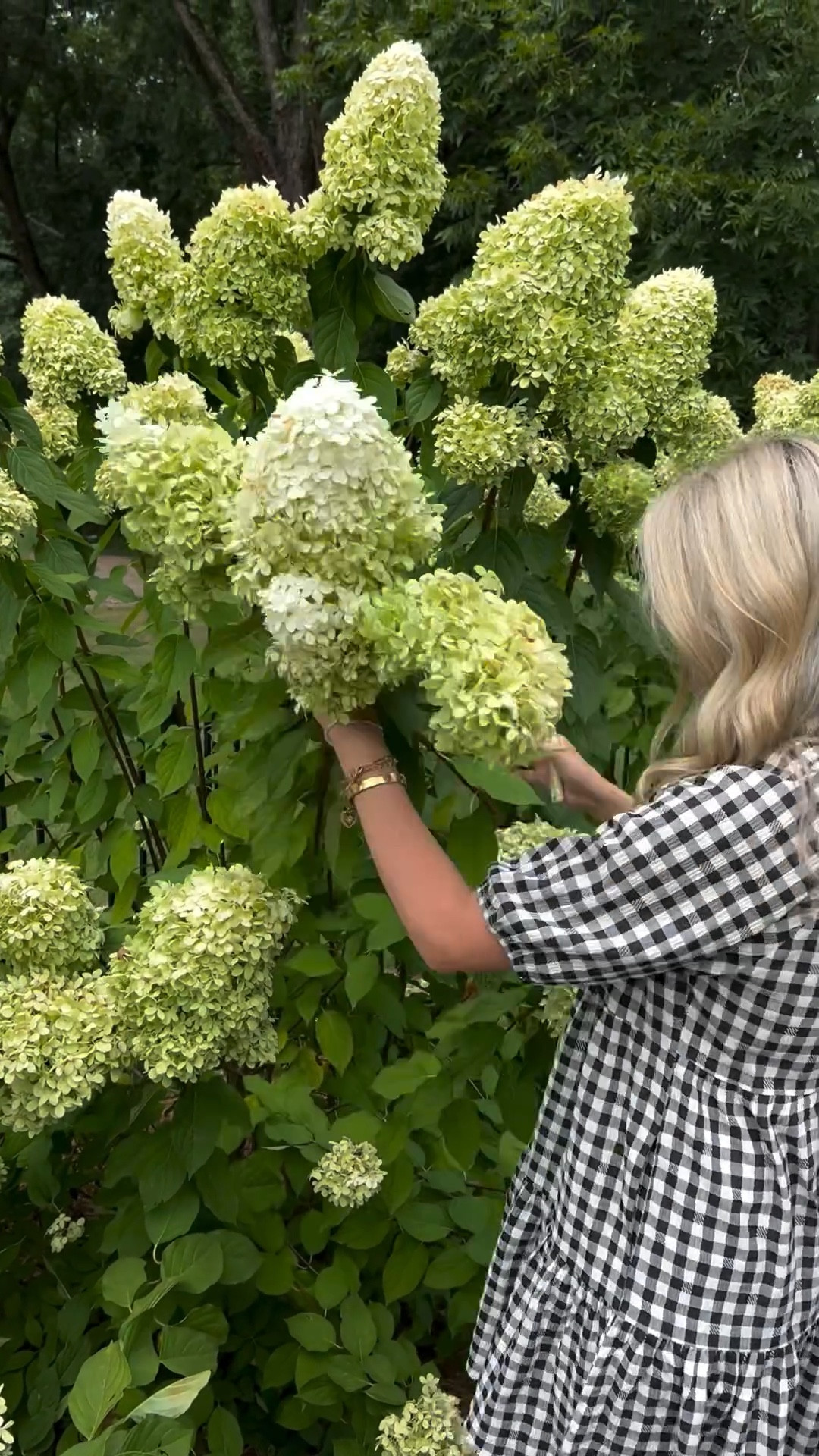 Hydrangea hack! Spraying flowers with hairspray to keep them fresher longer! 
#gardening #diy #hydrangeas 

#LTKHome #LTKVideo