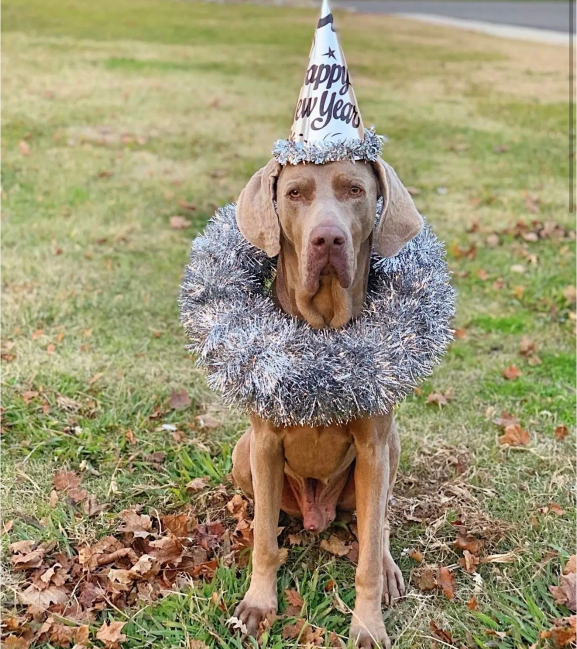 Happy New Year. New Year New You. New Year DIY Wreath with silver tinsel. New Year’s Eve hat ❤️🪩

#LTKSeasonal #LTKHome #LTKHoliday