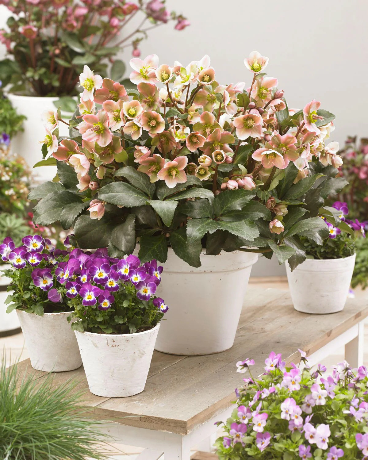 Hirt's Gardens Angel Glow Lenten/Christmas Rose - Helleborus x hybridus- 3 inch Pot one_size | 840344232824 | Lowe's