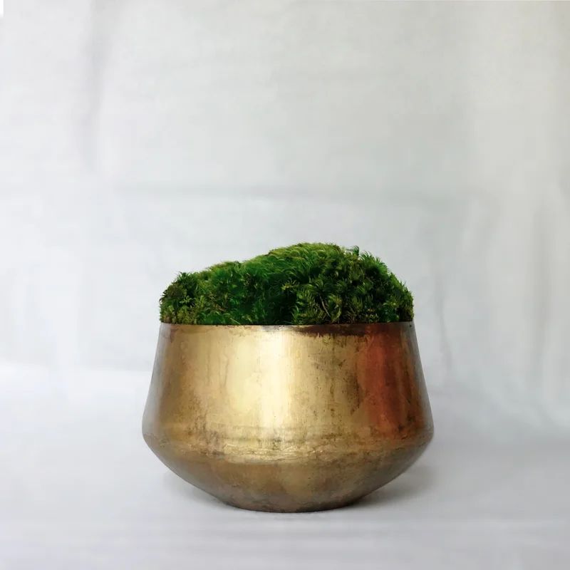 7'' Preserved Moss Grass in Decorative Vase | Wayfair North America