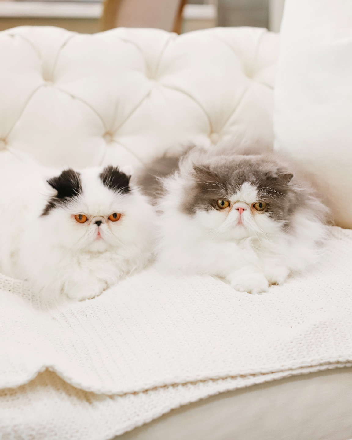 Hello Furriends! Ollie speaking... my mom is pregnant and that means she can’t clean up our little presents anymore! She got us @thelitterrobot and everyone in the house is LOVING it! Highly recommend 10/10!!! It cleans immediately after our bathroom breaks keeping odors away but also notifies Mom & Dad on an app how many times we went so they can track of our health.

Click the link in my bio to check it out! #litterrobot tags: cat accessories, pet parent



#LTKFamily #LTKHome