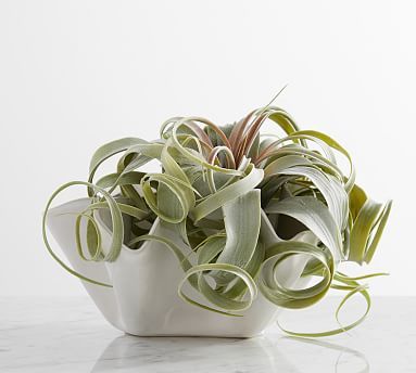 Faux Oversized Air Plant | Pottery Barn (US)