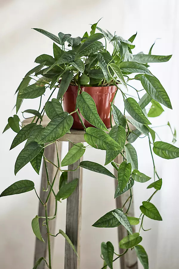 Pothos ‘Cebu Blue’ | Terrain