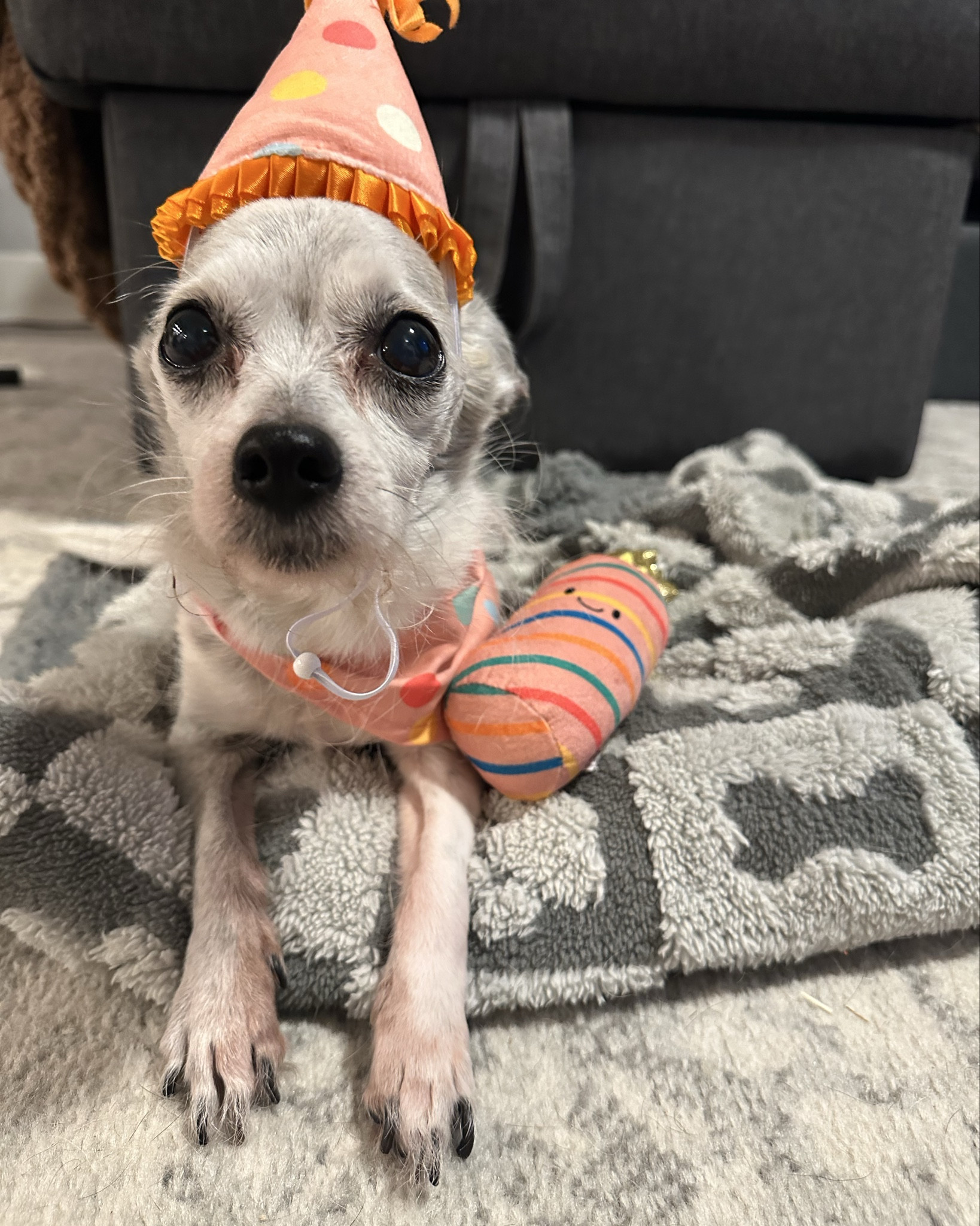 My little peanut’s 13th birthday was last month and I’m just now getting around to post. 

Its hard to believe we’ve had the past 12 long beautiful years together and every birthday that comes now scares me a little bit more, but I am so blessed to have the privilege of this little one coming into my life ❤️

#LTKGiftGuide #LTKFindsUnder50 #LTKPets