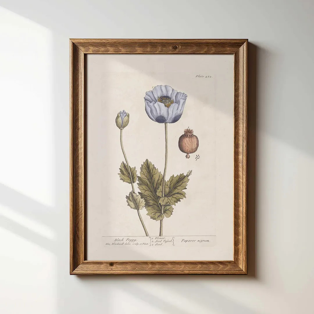 Vintage Black Poppy Botanical Print: Cottagecore Floral Wall Art - Etsy | Etsy (US)