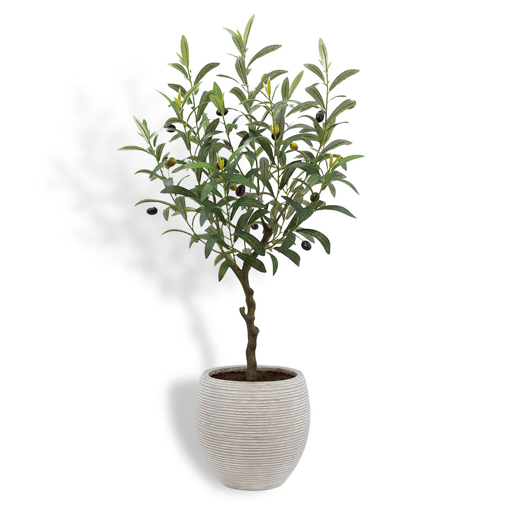 Olive Topiary – Mediterranean Pot Elegance | CG Hunter
