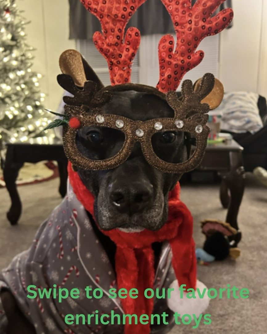 Dog Enrichment Ideas 🎄🧩
Zuma said he wanted to help… so he showed up dressed as a holiday reindeer wearing glasses he fully believes are fashionable 😂💚

Enrichment is a huge part of our daily routine — it keeps him calm, entertained, and mentally stimulated (especially on those belly-bubble days). These toys are our real, Zuma-approved favorites: puzzles, lick mats, slow feeders, and more.

Linking everything below so your pup can have their own festive enrichment moment too 🐾✨
Which toy should Reindeer Zuma test next? 👇😂
dogenrichment #dogmomlife #holidaypets #dogfavorites #dogtoys #puzzletoys #lickmat #ltkpets #ltkfinds #petparentessentials #zumathebrindlepittie #dogmommusthaves #christmasdogs


#LTKGiftGuide #LTKmomlife #LTKHoliday