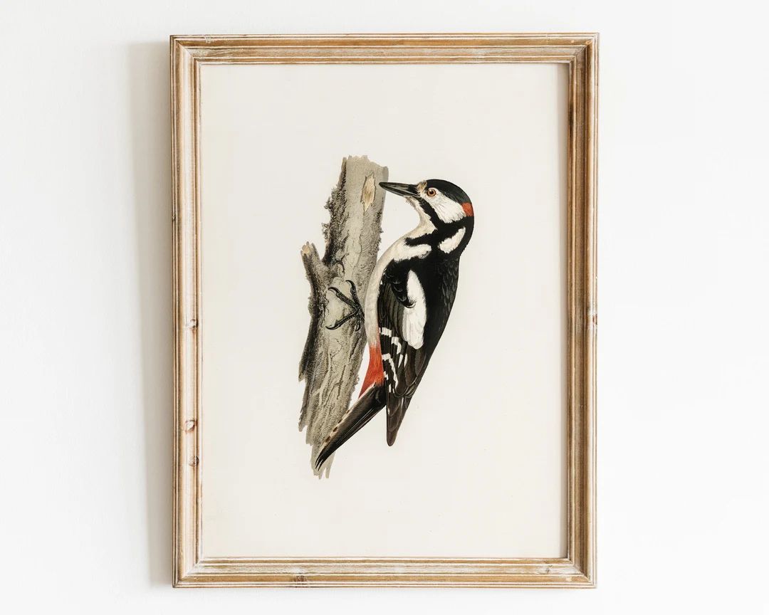 Vintage Woodpecker Wall Art, Printable Farmhouse Nursery Art Print, Antique Bird Drawing, Neutral... | Etsy (US)