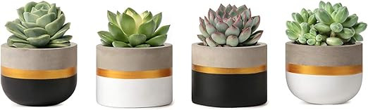 Mkono 3 Inch Mini Cement Succulent Planter for Indoor Plant, Set of 4 Modern Tiny Concrete Herb P... | Amazon (US)
