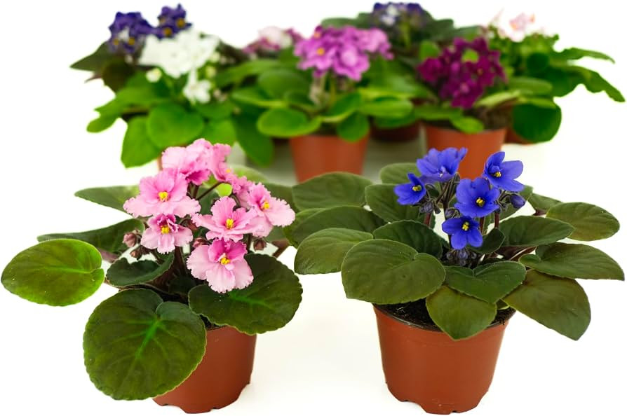 African Violet Variety Pack (2 Plants) 4" Pots, Grower's-Choice Assorted Varieties | Amazon (US)