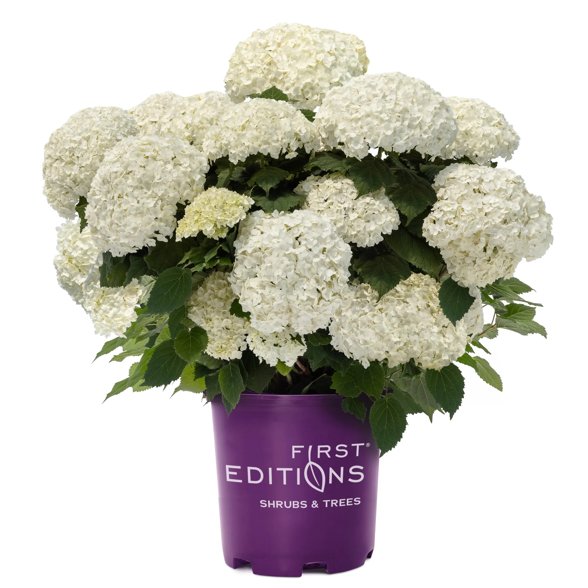 First Editions FlowerFull Hydrangea Live Shrub in 2-Gallon Grower Pot | Walmart (US)