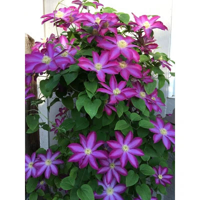 Clematis Pink Champagne - Live Plant in a 4 Inch Growers Pot - Clematis x 'Kakio' - Starter Plants Ready for The Garden - Beautiful Deep Pink Flowerin | Wayfair North America