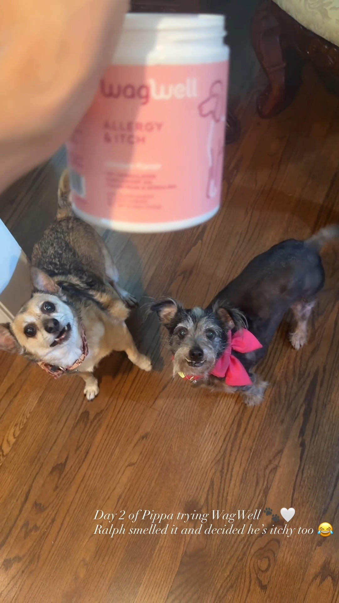 Day 2 of Pippa trying WagWell 🤍🐾

Pippa is still VERY excited about her new daily routine… and today Ralph joined us. 😂 One smell and apparently he decided he’s itchy too.

Honestly, having something they’re this excited to take makes adding it to our routine pretty easy. We’ll keep sharing little updates as we go! 🤍

Gifted by @WagWell Pet

#WagWell #WagWellies #Pomeranian #PomeranianLife #PomMom #DogMom #DogFamily #MultiDogHousehold #DogWellness #PetWellness #DogSupplements #DailyDogRoutine #FluffyDogs #DogsOfInstagram #HoustonDogs #TheHouZoo

Keywords: WagWell, WagWell itchy dog supplement, dog wellness supplement, Pomeranian supplements, dog skin and coat support, Pomeranian wellness, dog daily routine, multi dog household, picky dog supplements, dog mom favorites, Pippa Pomeranian, Ralph Pomeranian, The Hou Zoo

#LTKdayinmylife #LTKHome #LTKmomlife