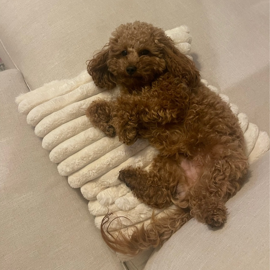 Soft fluffy pillows for the home 

#homedecor #moderndecor

#LTKstyletip #LTKFind #LTKhome