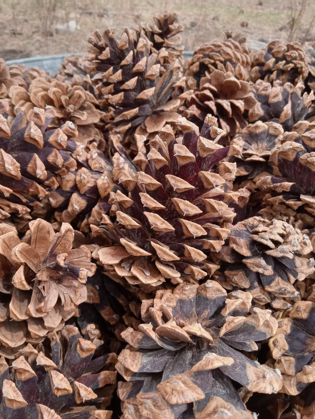 Pine Cones 99, Bulk, Natural/untreated, Rocky Mountain Pinecones/ Crafting, Wreaths, Home Decor, ... | Etsy (US)