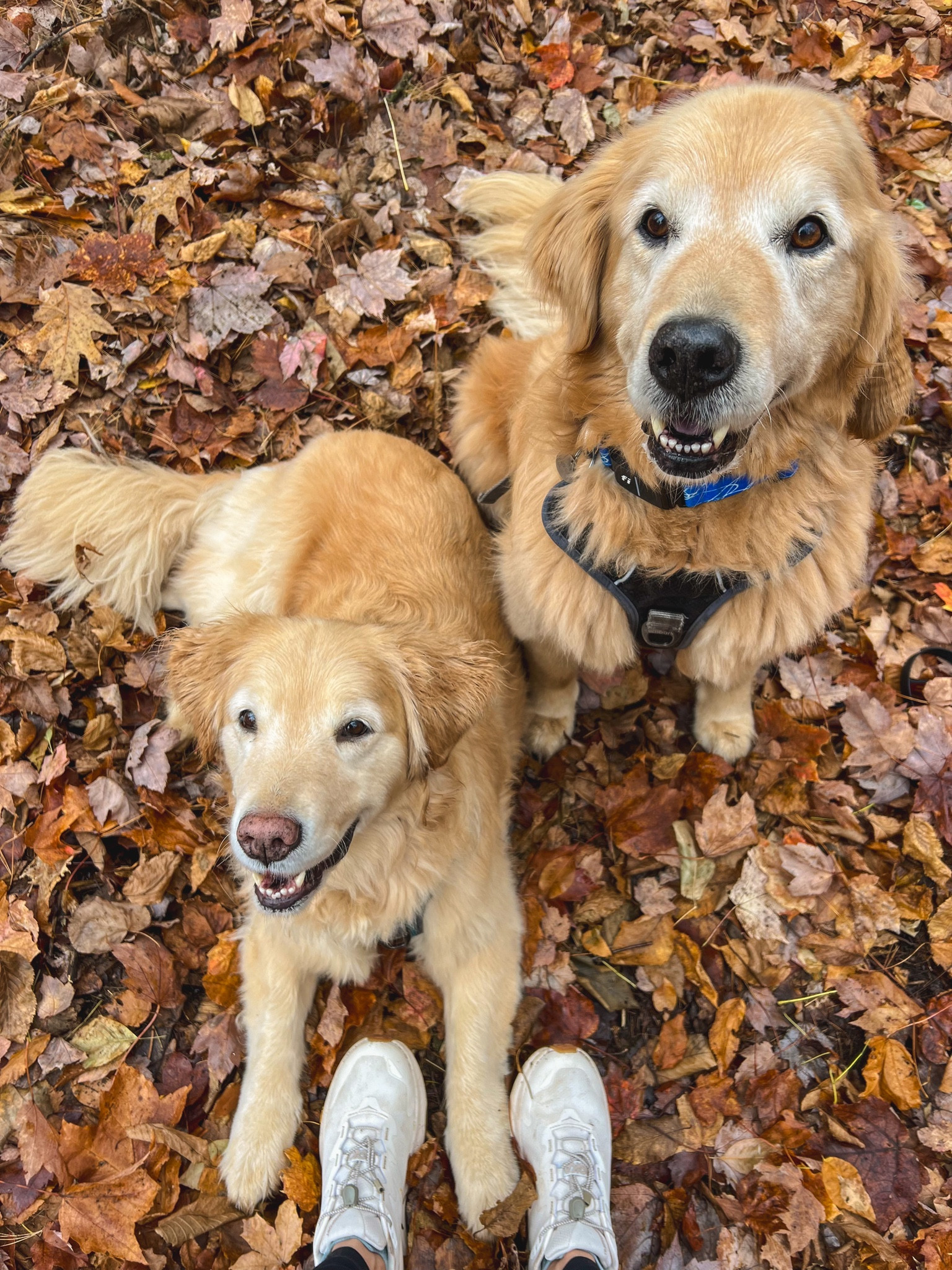 The best shoes for hiking with your pup 

#LTKshoecrush #LTKfitness #LTKtravel