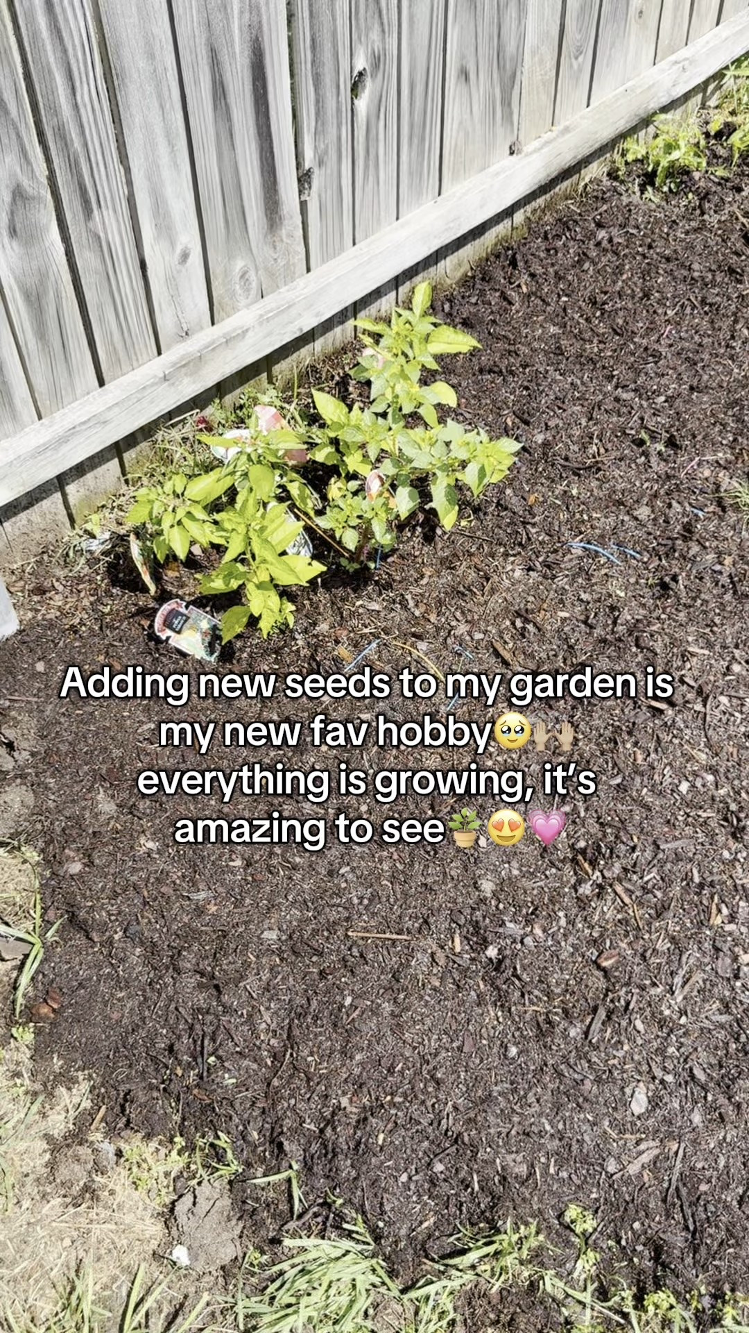 I evened out the back of the garden, added some strawberry seeds, guajillo chile seeds, and a potato🥹😍  Save those seeds when you’re cooking, you can save so much money!🪴 God is good! #garden #gardendiaries #simplymadisynn #plants 

#LTKFindsUnder50 #LTKSaleAlert #LTKHome