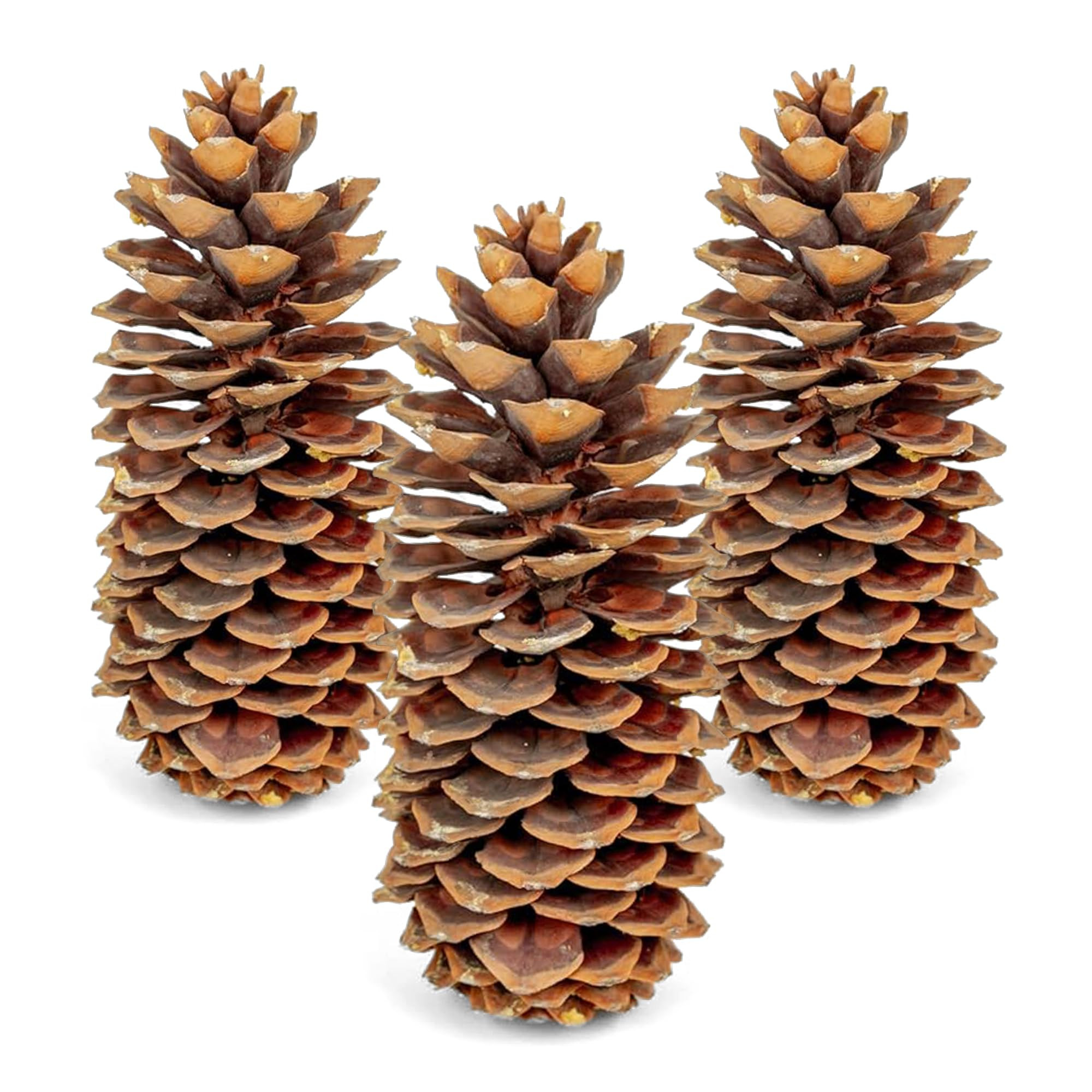 Large Pine Cones for Crafts, 9–12 Inch Real Natural Sugar Pinecones, Set of 3 Large Decorative ... | Amazon (US)