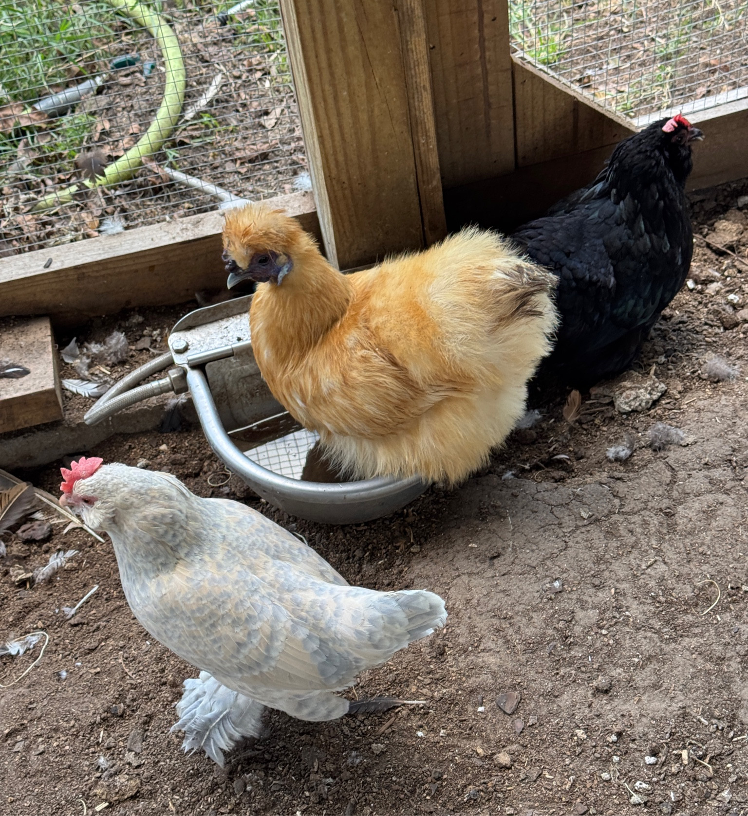 The chickens love their auto waterer!👏 They stand in it to cool off… and drink out of it. Easy to clean, just dump and you’re good to go!✨