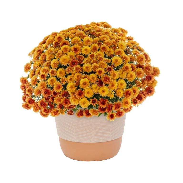 Better Homes & Gardens 1.5Gal Orange Garden Chrysanthemum Plant Decorative Pot Sun | Walmart (US)