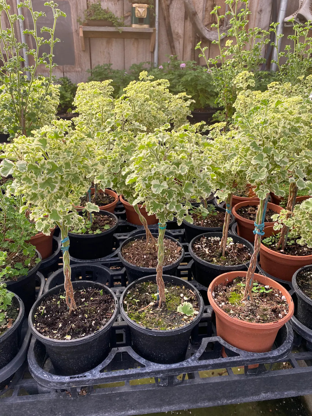 Variegated Scented Geranium Topiary 6" Pot Braids and Twists - Etsy | Etsy (US)