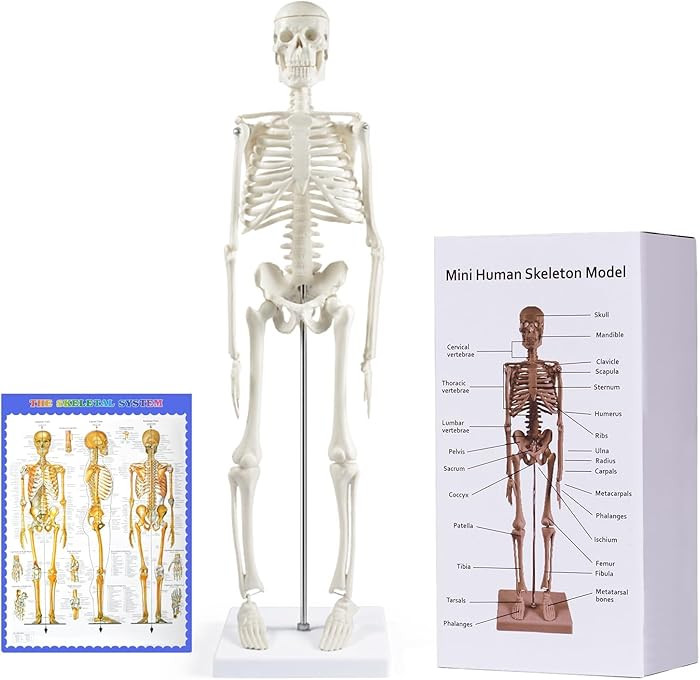 breesky Human Skeleton Model for Anatomy: 17” Human Skeleton Model with Movable Arms and Legs -... | Amazon (US)