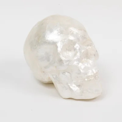 Capiz Skull, Pearl | Perigold